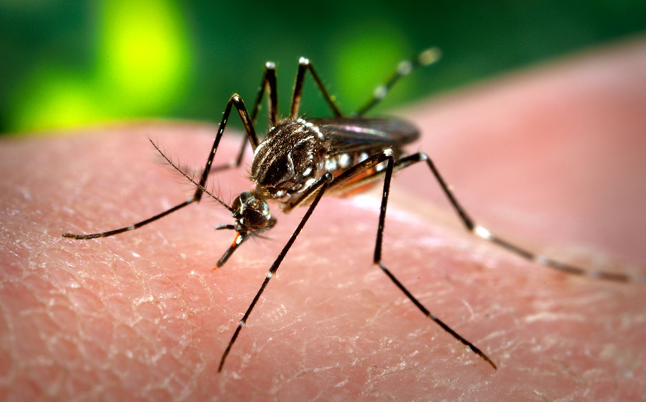 CDC extinde avertizările de călătorie: ce nu se spune despre virusul transmis de țânțari