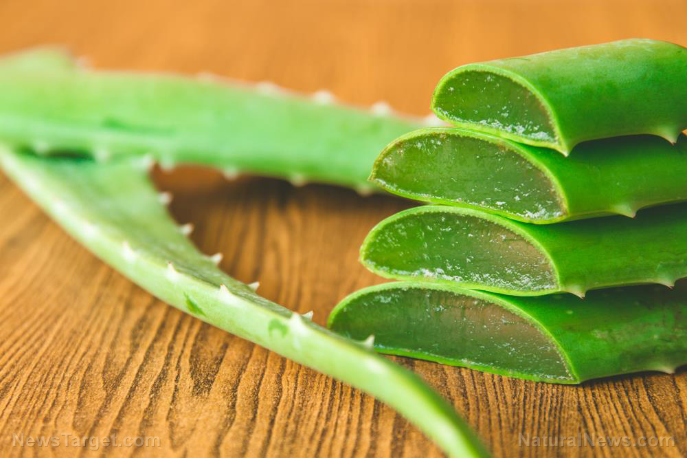 Ce nu vi se spune despre aloe vera și Alzheimer: studiu ascuns