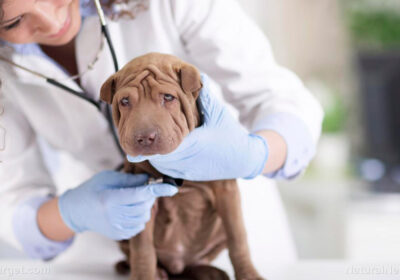 Ce nu vi se spune despre cancerul la animale de companie