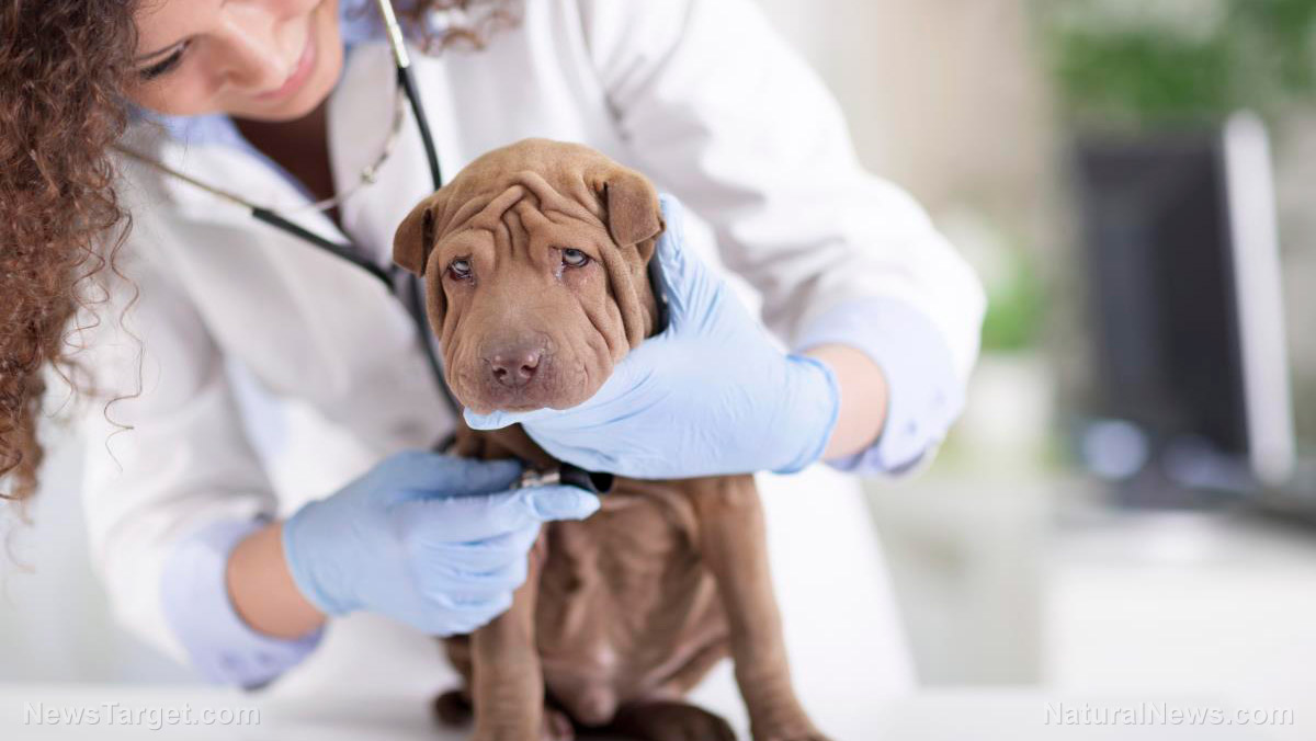 Ce nu vi se spune despre cancerul la animale de companie