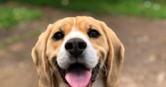 2.000 de beagle în Wisconsin: ce ascund centrele de testare