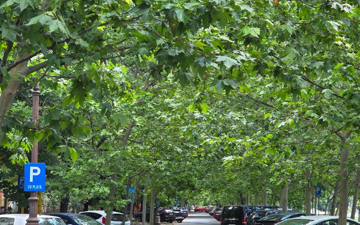 Copacii pot deveni cea mai importantă infrastructură a Bucureștiului. De ce umbra valorează mai mult decât pare