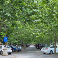 Copacii pot deveni cea mai importantă infrastructură a Bucureștiului. De ce umbra valorează mai mult decât pare