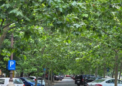 Copacii pot deveni cea mai importantă infrastructură a Bucureștiului. De ce umbra valorează mai mult decât pare