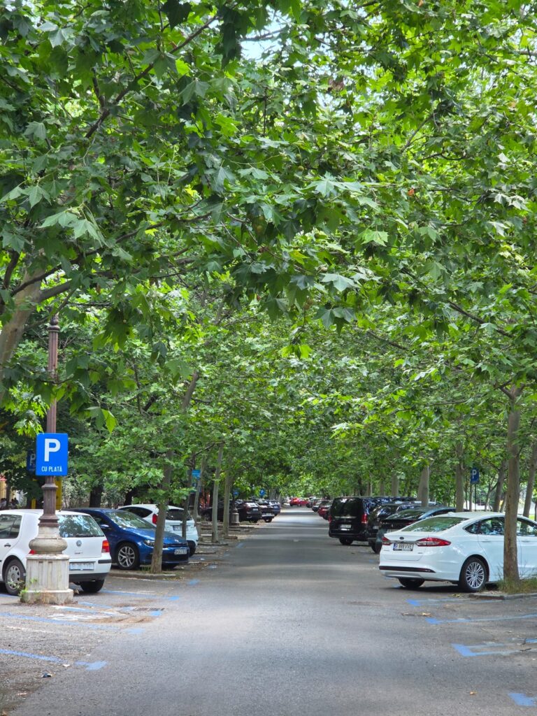 Copacii pot deveni cea mai importantă infrastructură a Bucureștiului. De ce umbra valorează mai mult decât pare