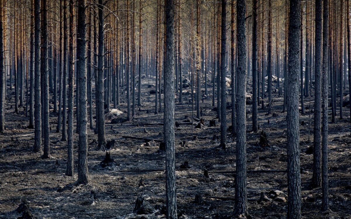 Incendiile din Europa: ce ascunde isteria mediatică din vară
