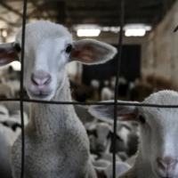 Interdicția la export ovine: ce nu vi se spune despre ea