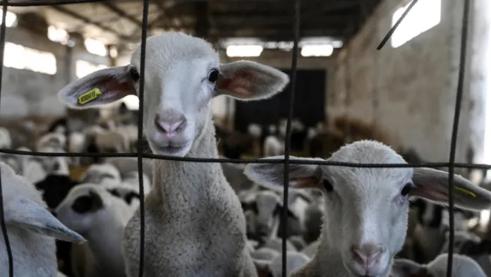 Interdicția la export ovine: ce nu vi se spune despre ea