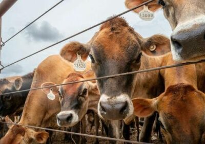 Vite mexicane, viermele care mănâncă carne și cine câștigă din criză