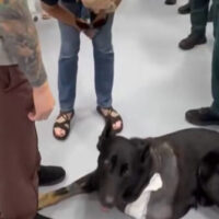Câinele-polițist împușcat: ce nu se spune despre incident