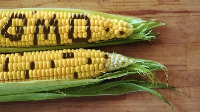 Cerealele ucrainene: ce ascunde tranzitul prin România?